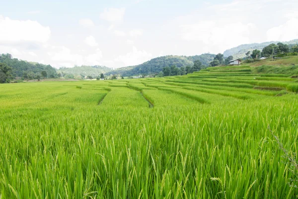 Terraço verde arroz — Fotografia de Stock
