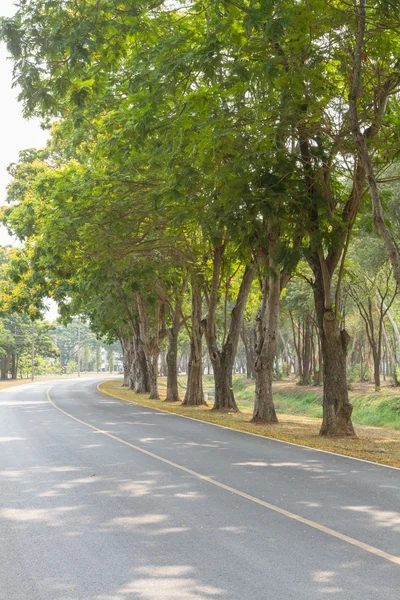 Fila de árboles en el parque — Foto de Stock