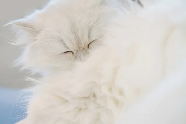 Blanco persa gatos durmiendo — Foto de Stock