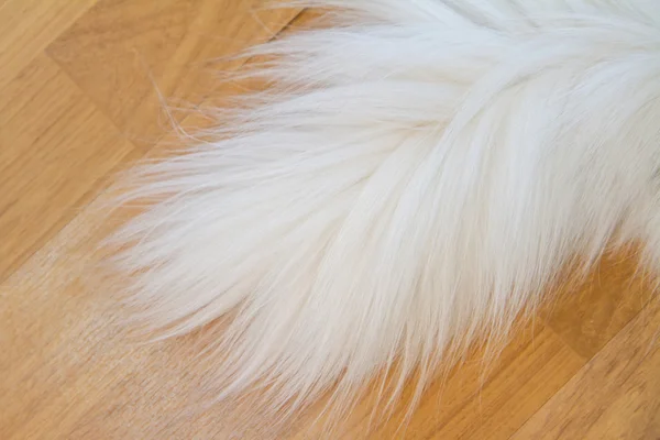 Cauda de gato branco — Fotografia de Stock