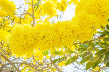 Büyük Ficus benjamina ağaç