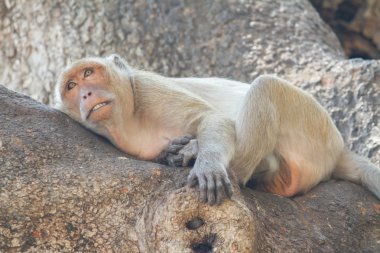 Ağaç üzerinde uyuyan mounkey