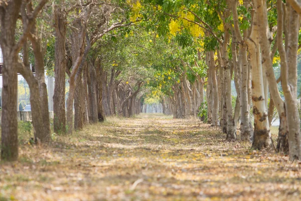 Túnel árvores no parque — Fotografia de Stock