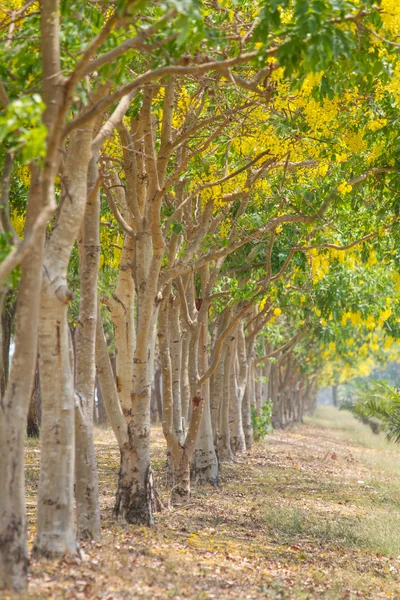 Tree row in the park — Stock Photo, Image