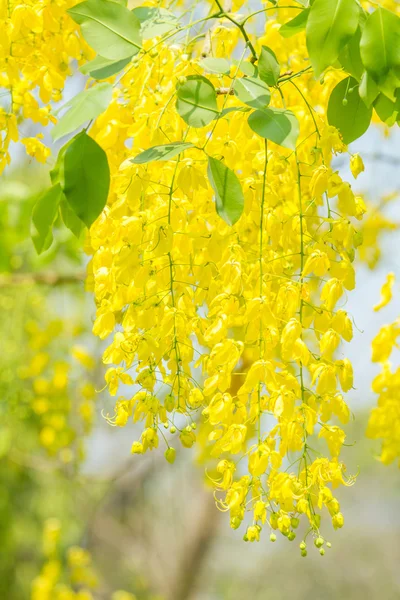 Árbol de ducha dorado — Foto de Stock