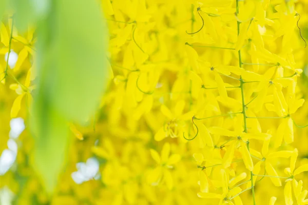 Chuveiro dourado — Fotografia de Stock