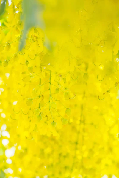 Gyllene dusch träd — Stockfoto