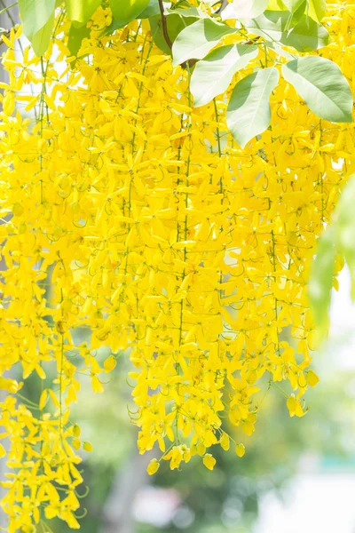 Goldener Duschbaum — Stockfoto