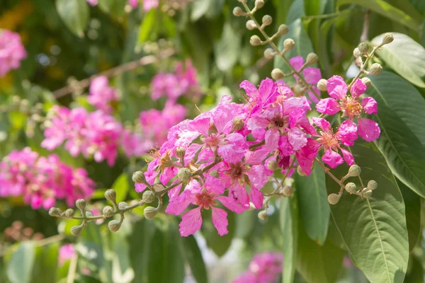 Tomentosa de Lagerstroemia Presl — Foto de Stock