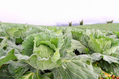 Alanında taze lahana