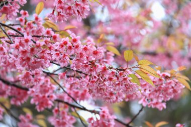 vahşi Himalaya kiraz 