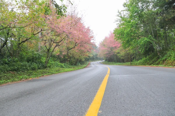 Estrada na floresta — Fotografia de Stock