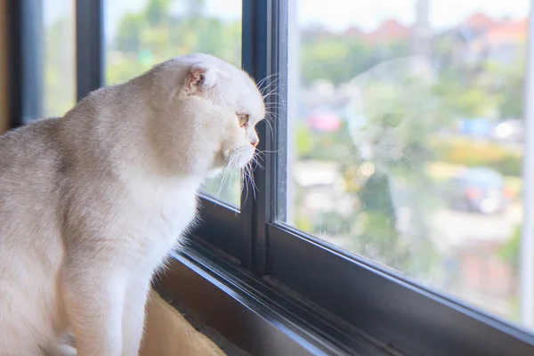 Silver scottish fold cat — Stock Photo, Image