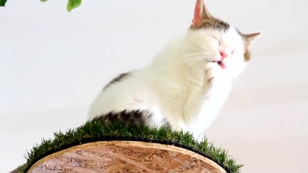 Кіт лизати себе — стокове відео