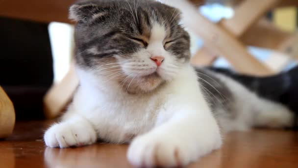 Bel gatto che dorme — Video Stock