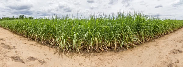 Panorama de caña de azúcar — Foto de Stock