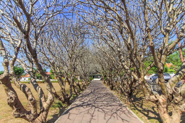 Bomen tunnel straat — Stockfoto