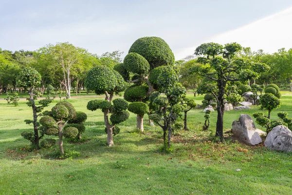 Ficus Microcarpa no parque — Fotografia de Stock