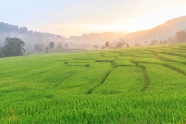 Yeşil pirinç Teras