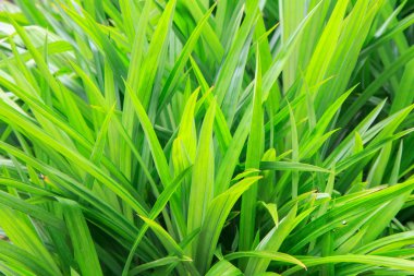 Taze yeşil pandan yaprak