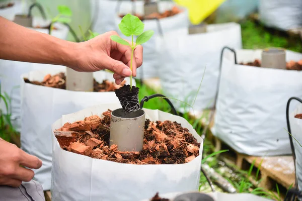 Plant Sapling Melon Crop Bags — Stock Photo, Image