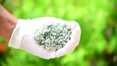 Elindeki Trichoderma harzianum 'a yakın. Bitkiyi mantarlardan korumak için kullan