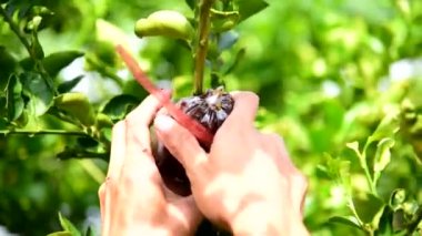 Üremek için limon ağacına doku nakli 