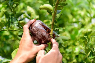 Üremek için limon ağacına doku nakli 