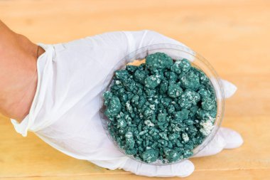 Elindeki Trichoderma harzianum 'a yakın. Bitkiyi mantarlardan korumak için kullan