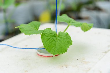 Hidrofonik sistemde küçük kavun ağacı 