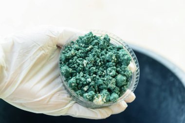 Elindeki Trichoderma harzianum 'a yakın. Bitkiyi mantarlardan korumak için kullan