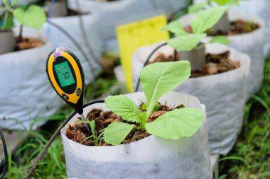 Çin lahanası paketinin pH değerini kontrol et 