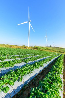 Rüzgar türbinleri günbatımında rüzgardan elektrik üretmek için park ederler.