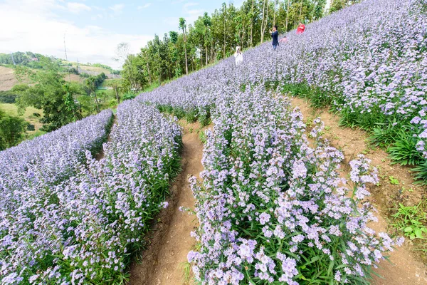 Fresh Margaret flower field garden at the mountain