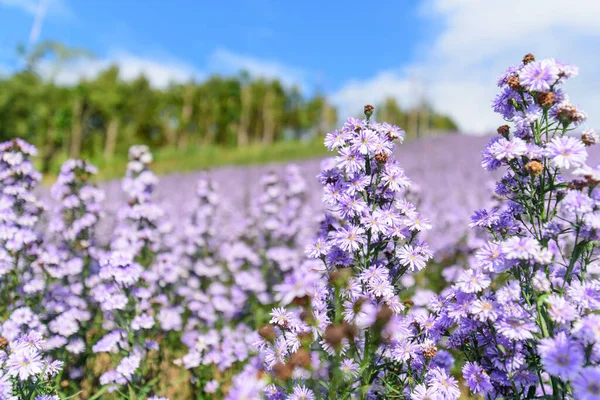 Fresh Margaret flower field garden at the mountain