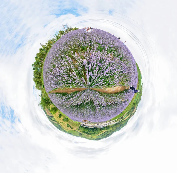 Kruh Panorama Čerstvé Margaret Květinové Pole Zahrada Hoře — Stock fotografie