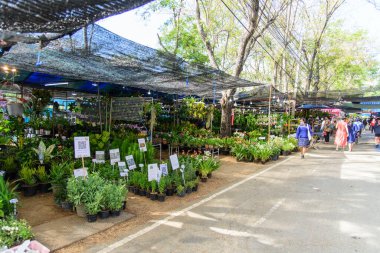  Nakhon Pathom, Tayland - 2 Aralık 2020: Kasetsart Üniversitesi tarım fuarında ağaç dükkanı