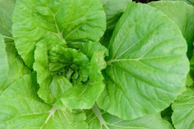 Yeşil evdeki yeşil Çin lahana sırasına yakın.