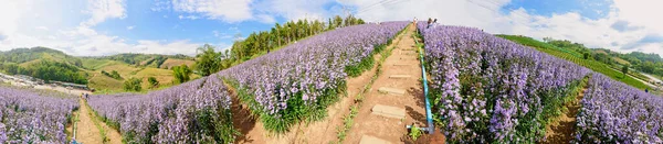 山の新鮮なマーガレットの花畑のパノラマ — ストック写真