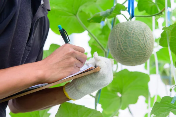 Farmer record the melon growth data in farm