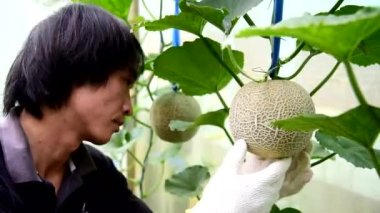 Çiftçi serada taze kavun kalitesini kontrol ediyor.