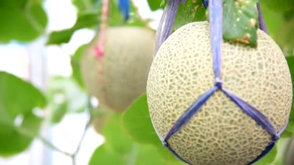 Moving Fresh Melon Greenhouse — Stock Video