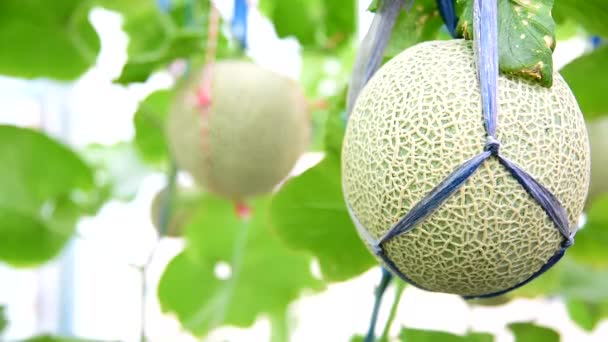 把注意力转向温室里新鲜的甜瓜 — 图库视频影像
