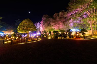 Işıklandırma festivalinde ağaçta geri sayım etkinliğini gösteren ışıklandırma süslemesi