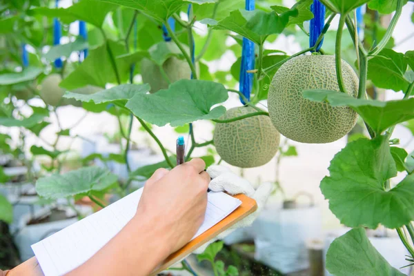Farmer record the melon growth data in farm