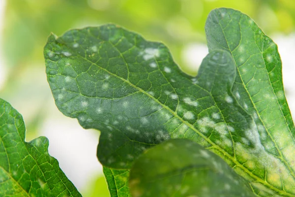 Melone Foglia Verde Distrutto Oidio Melone — Foto Stock