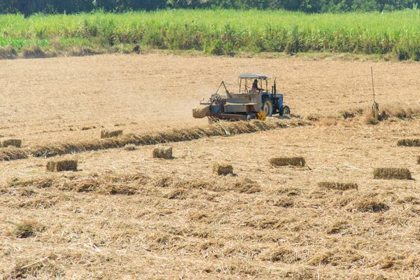 Compressão Folha Cana Açúcar Por Trator Antigo Campo Cana Açúcar — Fotografia de Stock