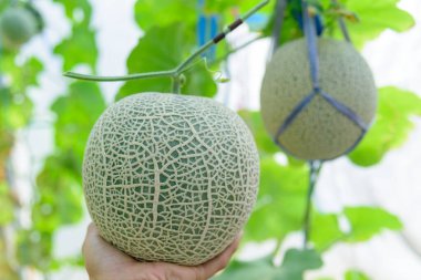 Taze yeşil kavunu serada tut.