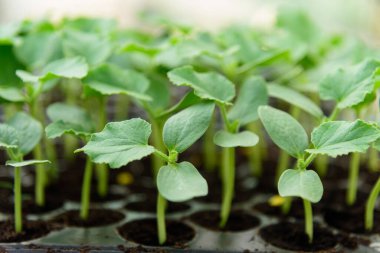 Kreş tepsisindeki yeşil kavun kabuğuna yakın.