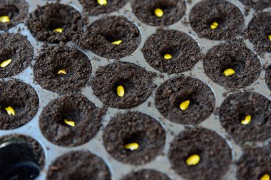 Turba yosun tepsisindeki kavunu tohumlamak için seçici odak